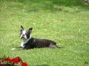 Butch in Front yard