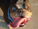 Dirty Face Butch