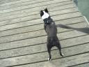 Butch on Dock