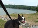Butch on leash at Atwood