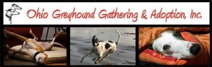 Ohio Grey Hound Gathering and Adoption