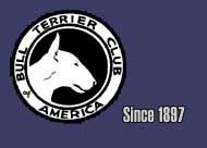 Contact the Bull Terrier Club of America for Rescue information