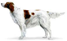 The Irish Red & White Setter
