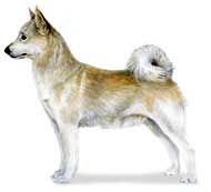 The Norwegian Buhund