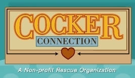 Cocker Spaniel Rescue of California